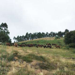 caballos