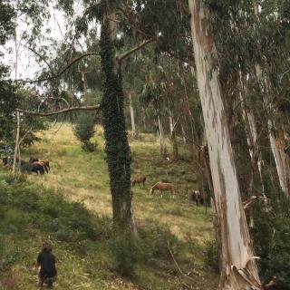 caballos