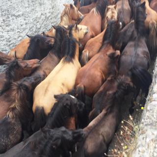 caballos