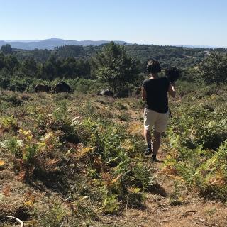 Sabucedo